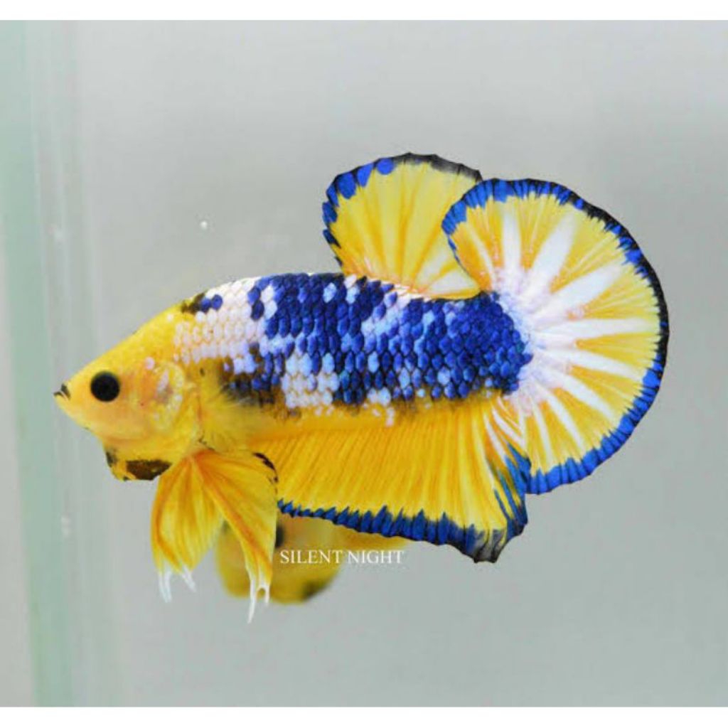 Ikan Cupang Hias - Betta FCCP Yellow, Kualitas Bagus untuk Hobi - Fccp Yellow Bagus