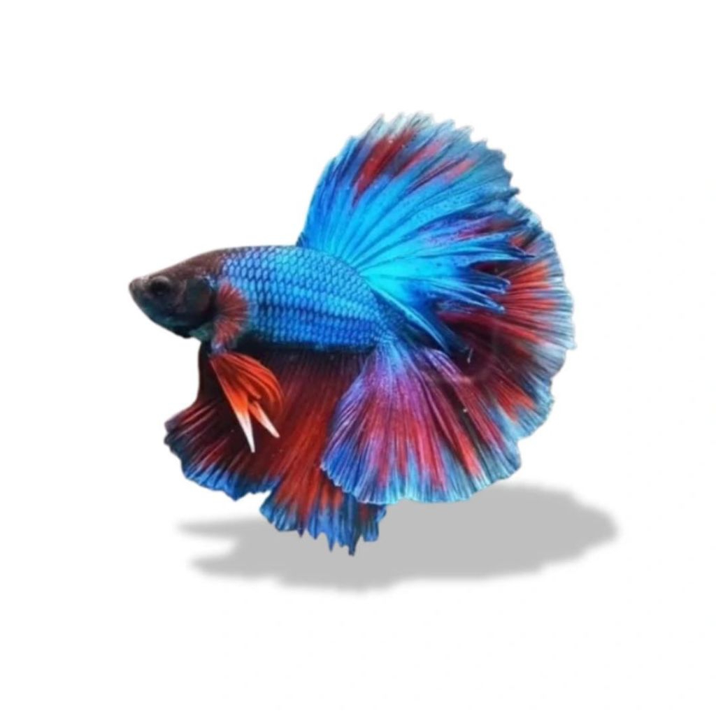 Ikan Cupang Hias Halfmoon Rosetail Size M - Warna Acak, Garansi Hidup, Gratis Pakan