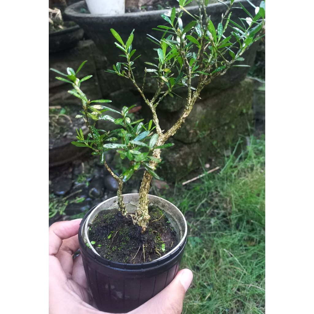 Bahan bonsai Boxus
