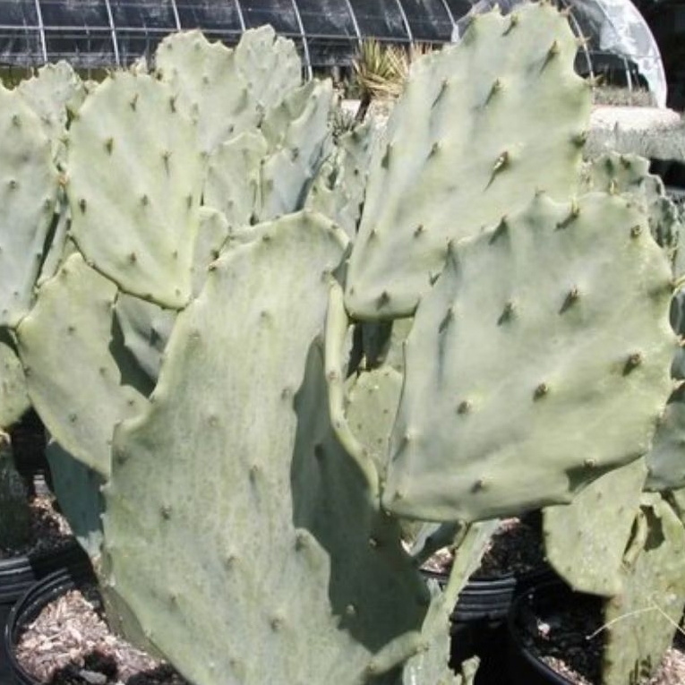 Kaktus Opuntia Gomei