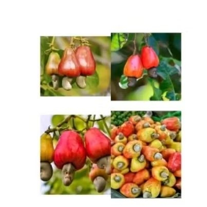 biji benih jambu mete/jambu monyet