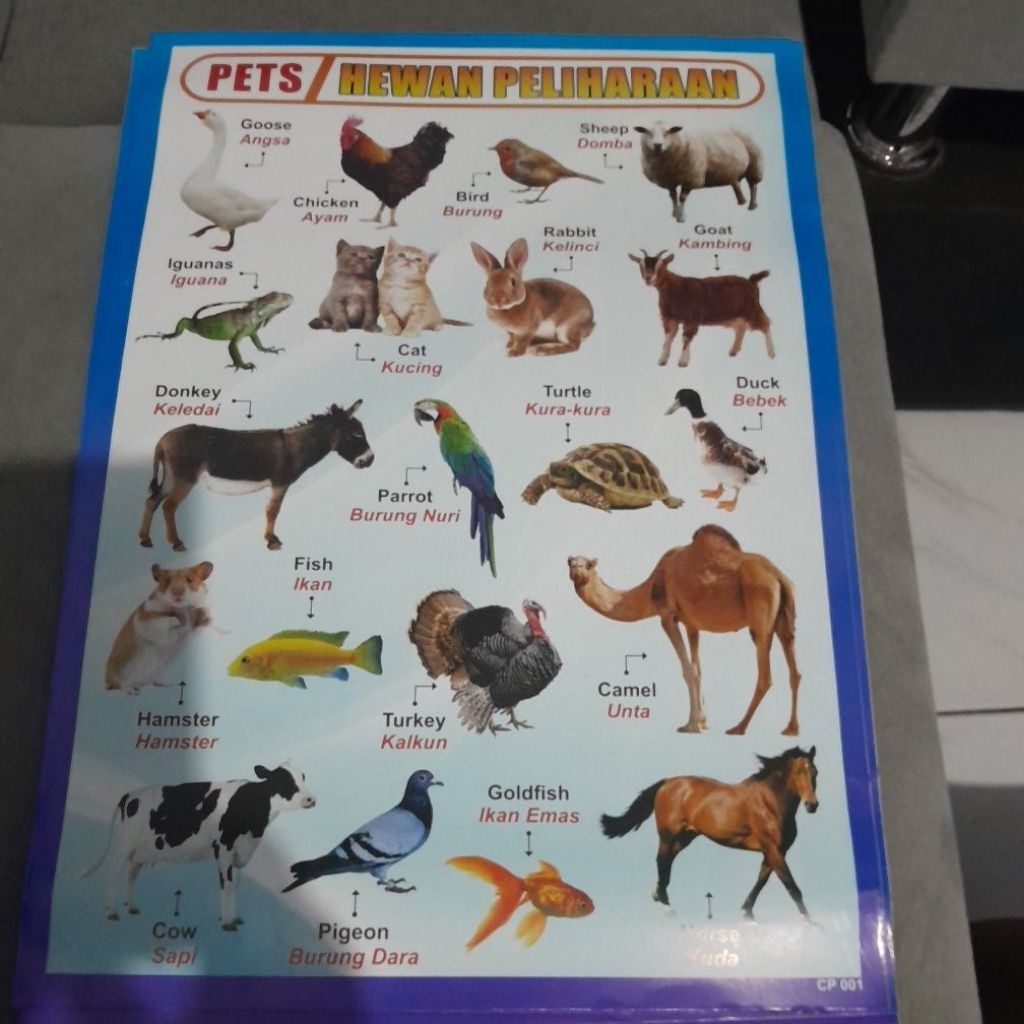 Poster Belajar Anak Hewan Peliharaan - Ukuran 34x49 cm, Kertas Duplex Tebal, Cocok untuk Anak TK & S