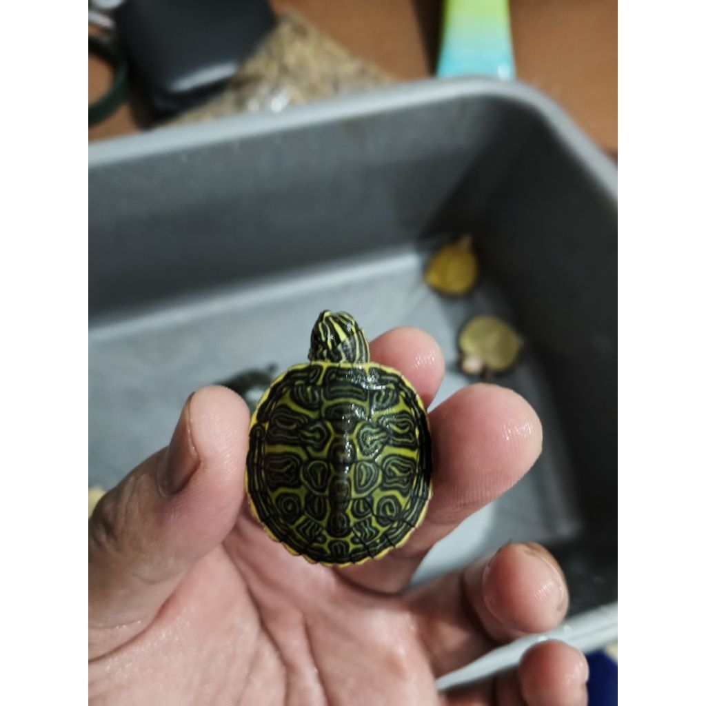 Kura Yellow Belly 3-4 cm