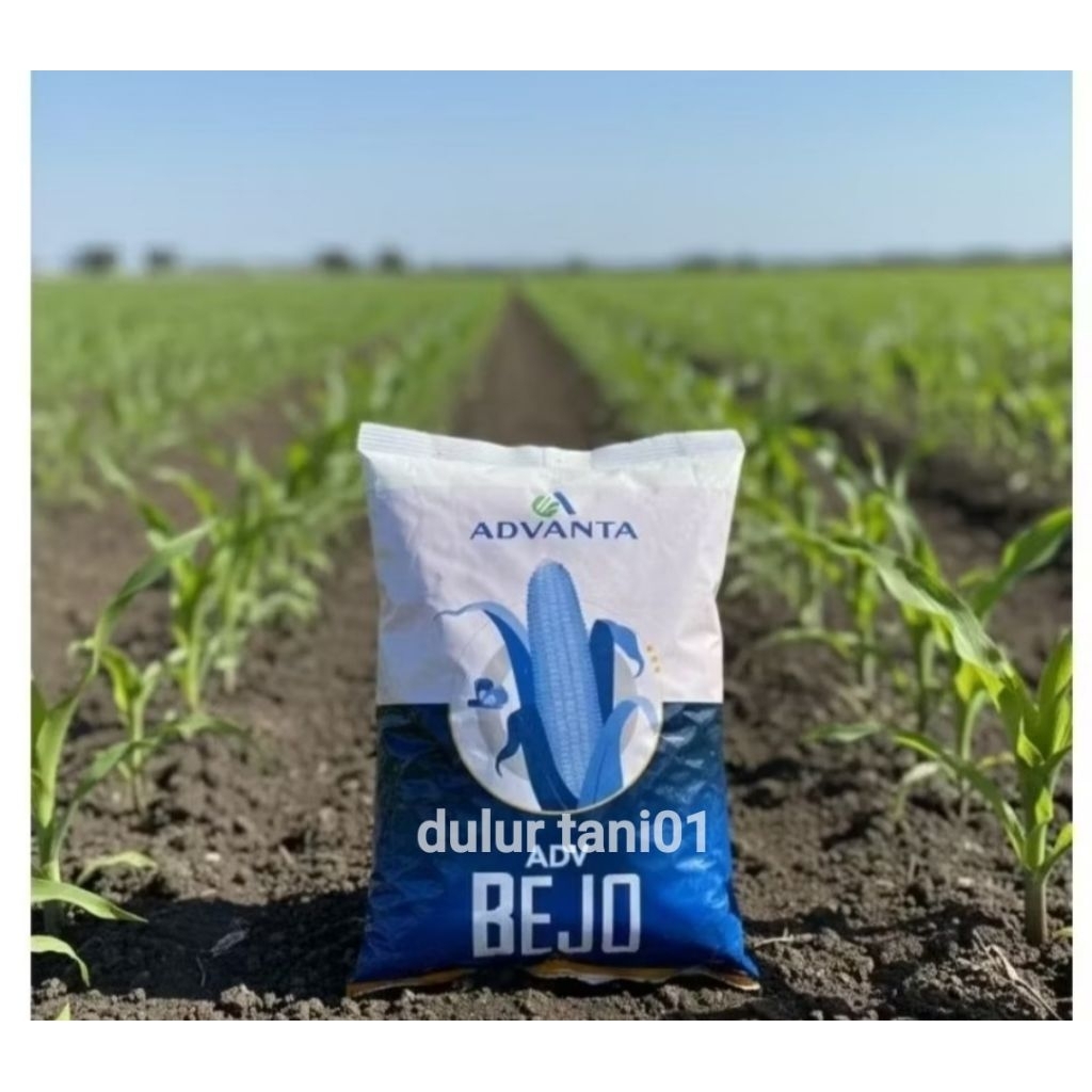 PROMO BENIH JAGUNG HIBRIDA ADVANTA BEJO ADV BEJO KEMASAN 1KG ORIGINAL