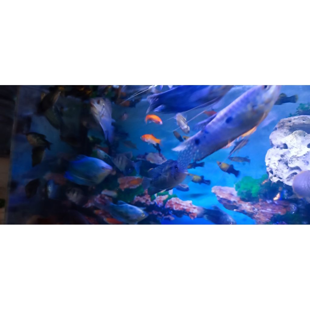 IKAN SEPAT BIRU