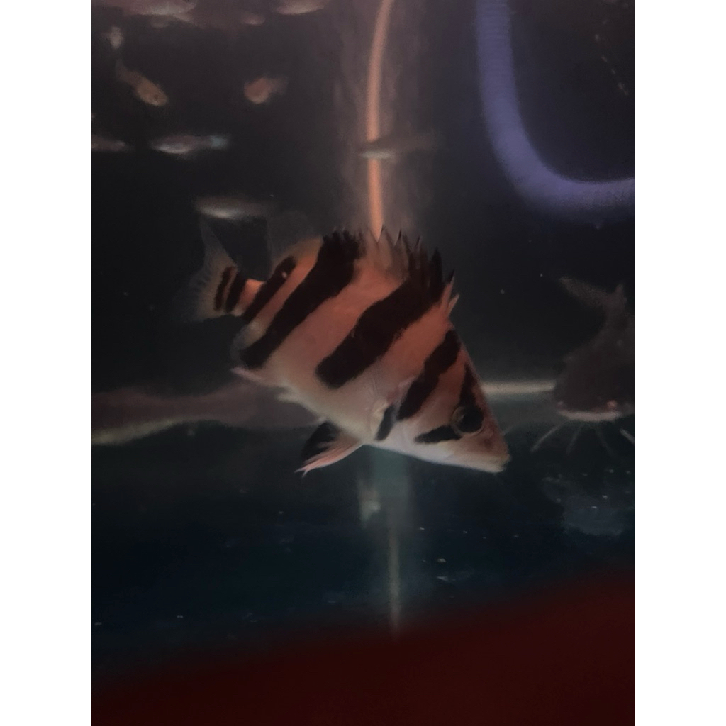 hiasan aquarium Ikan Datz mix bar 10-11cm