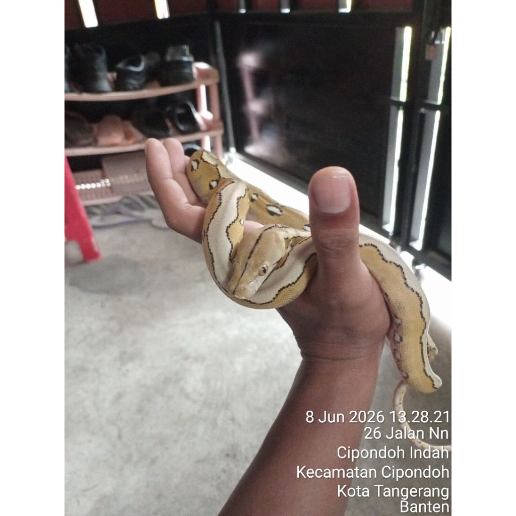 retic platinum lemon glow