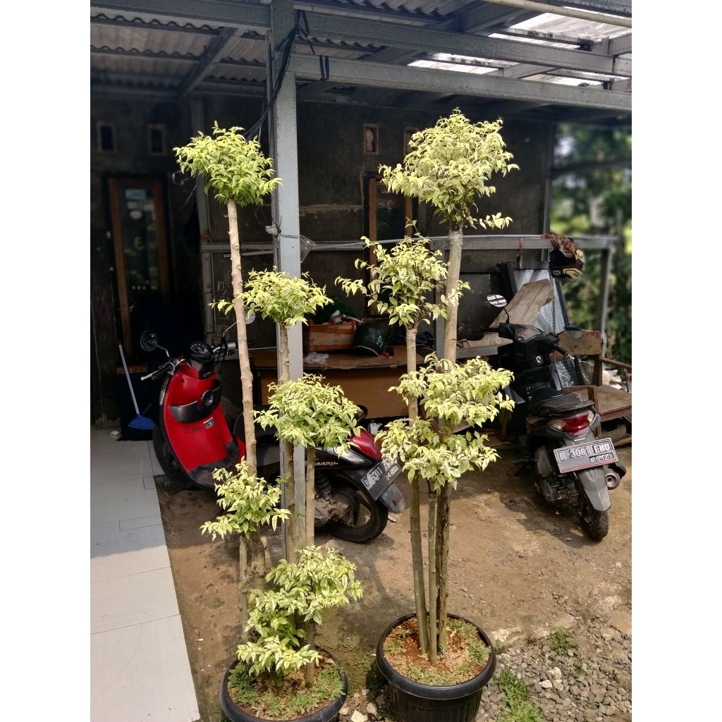 Bonsai anting Putri tinggi 170cm bonsai anting Putri 4 cabang