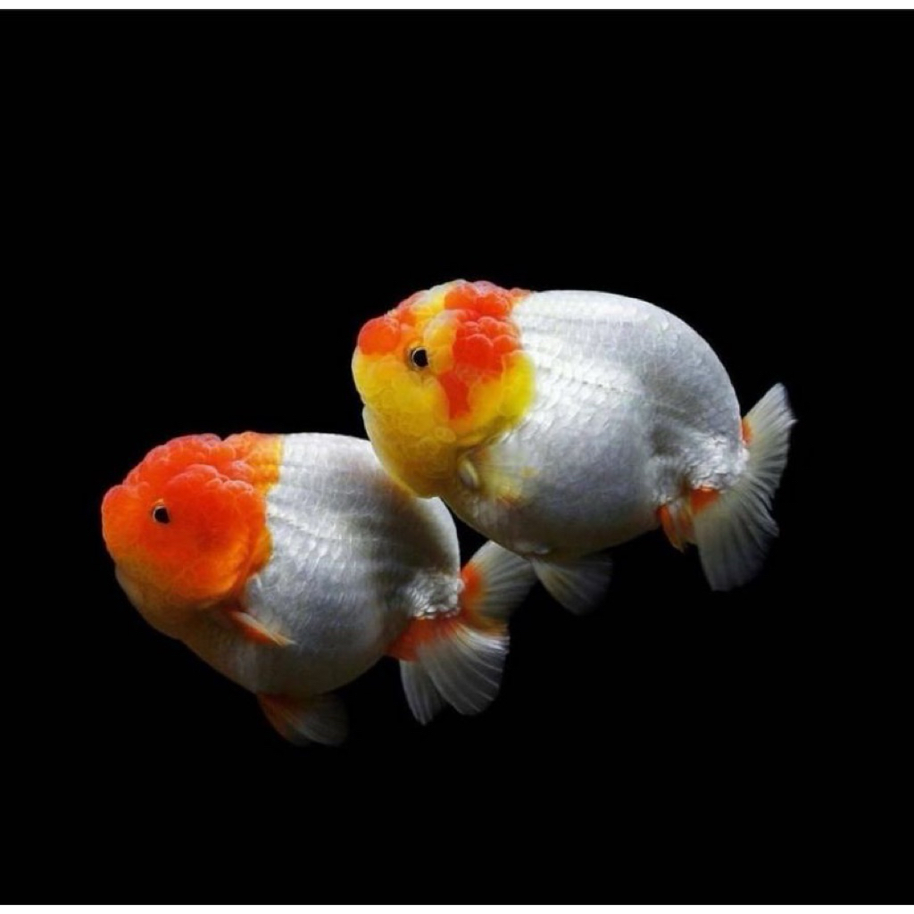 MAS KOKI BABY RANCHU RED WHITE