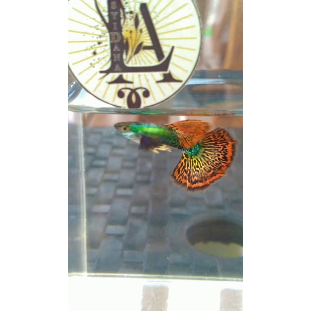 Guppy Guppy Corak Batik Grade A