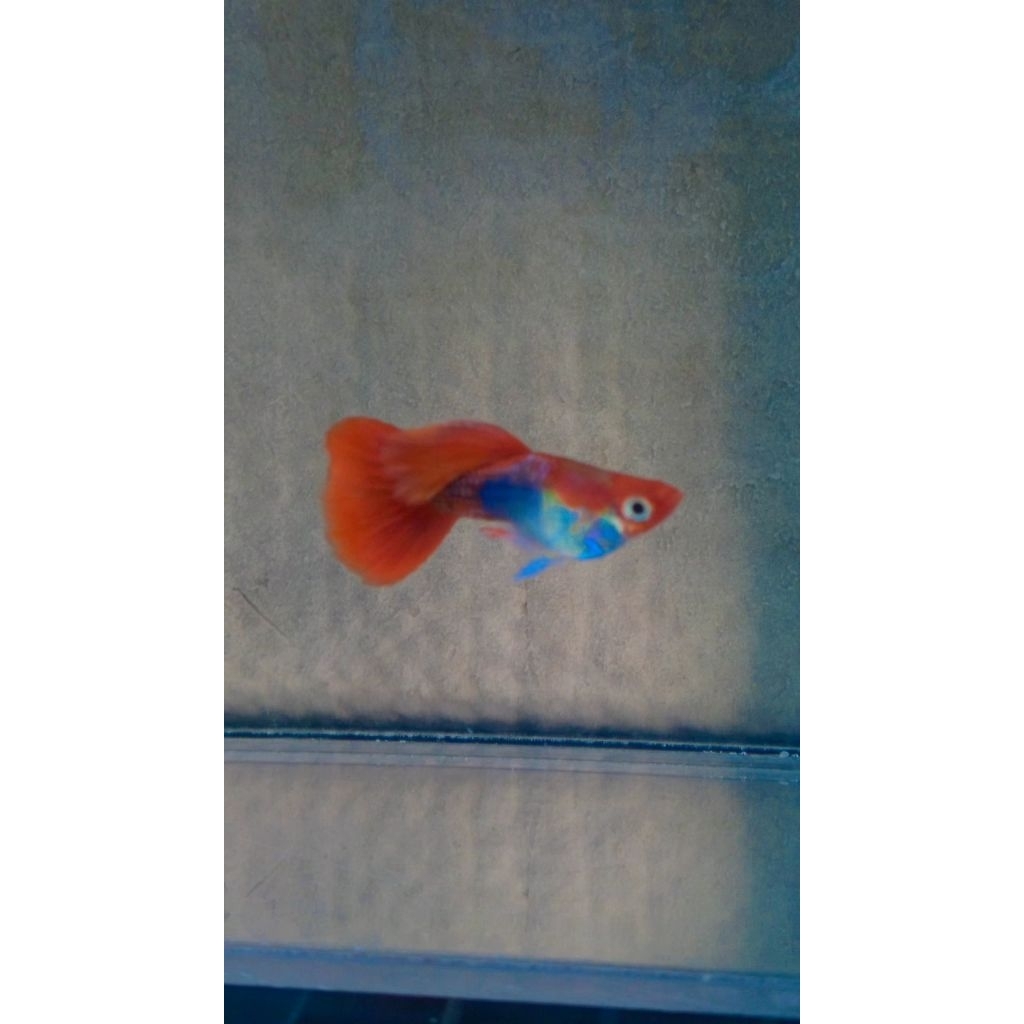 Guppy Guppy Koi Short Body Grade A