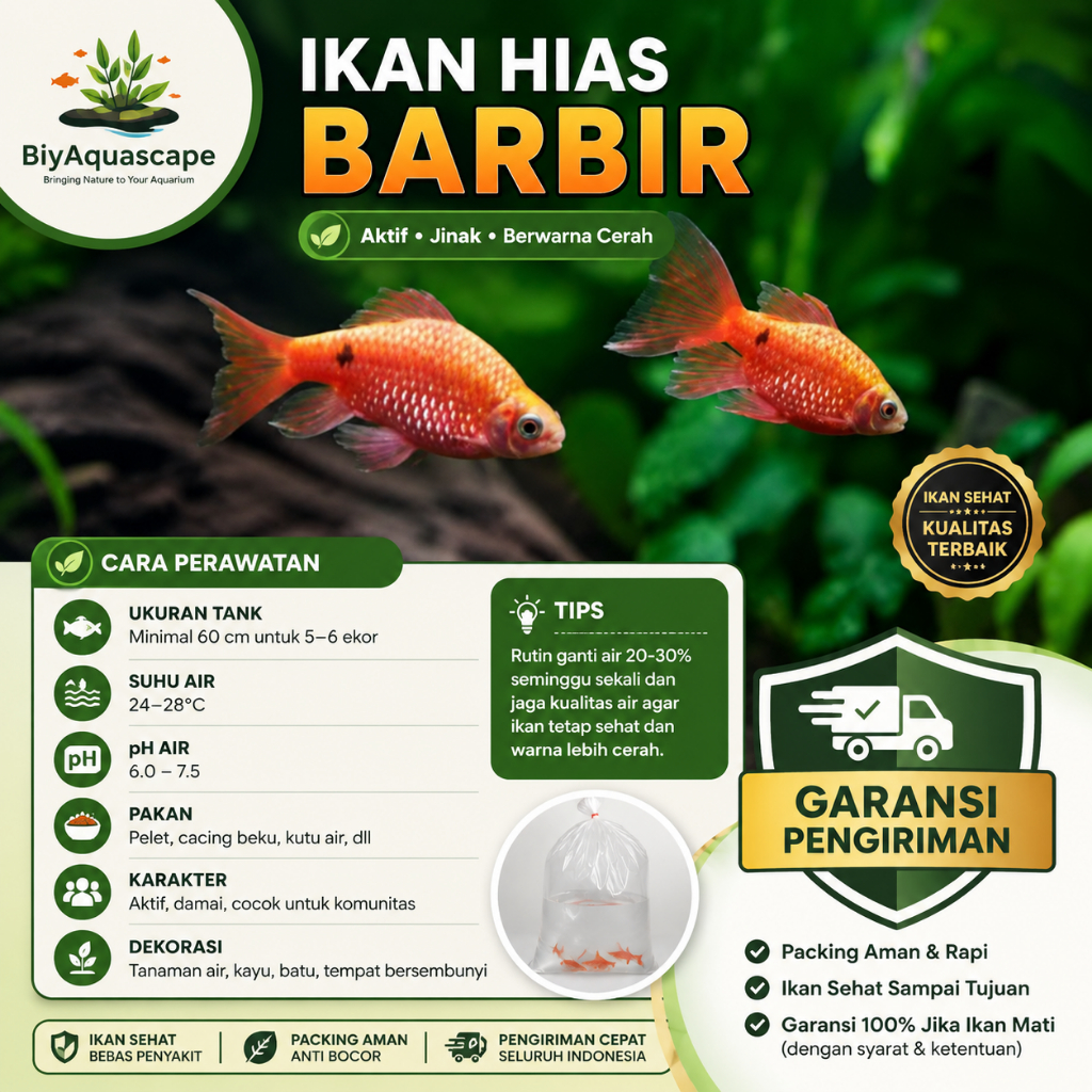 IKAN HIAS BARBIR