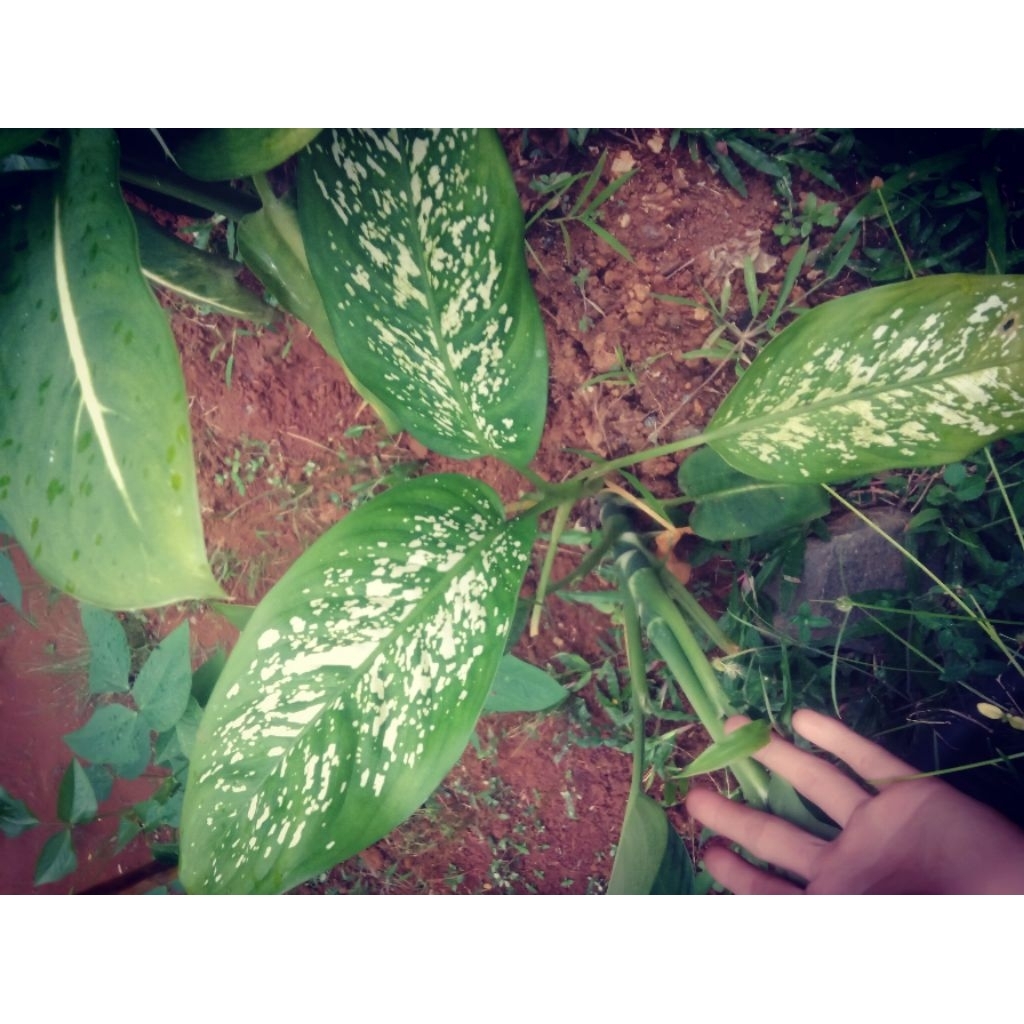 daun baha gia 1 bibi beli 5 geratis 2