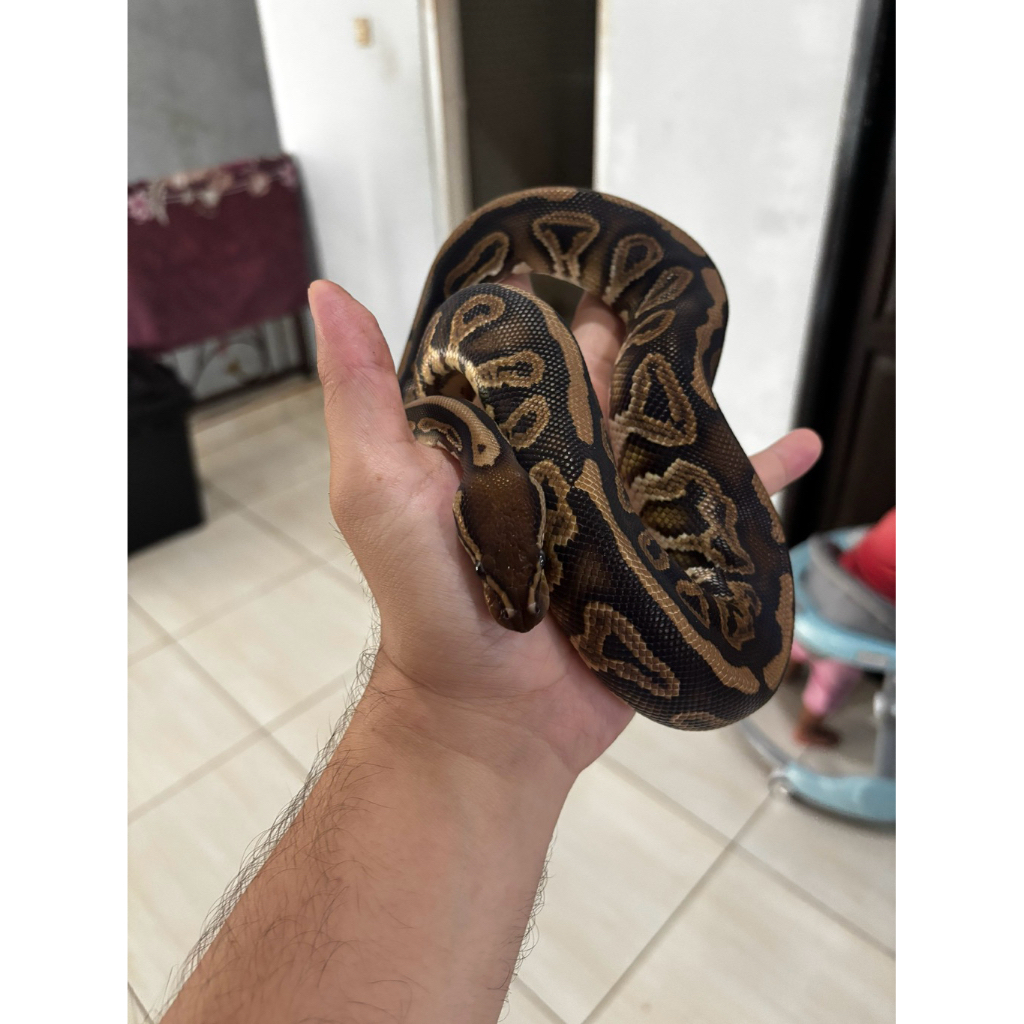 BALL PYTHON BLACK PASTEL FEMALE JUVE REAL PICTURE