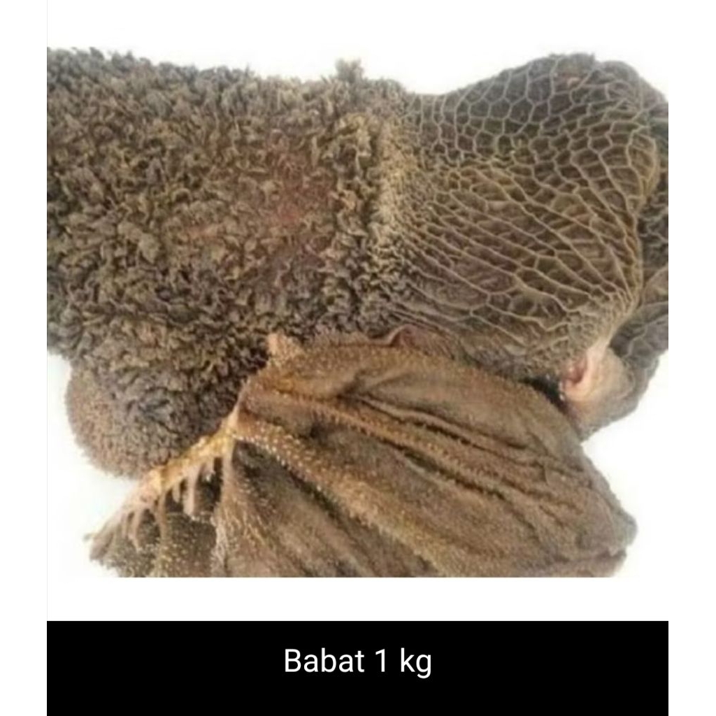 Babat sapi segar fresh/ sapi babat segar fresh