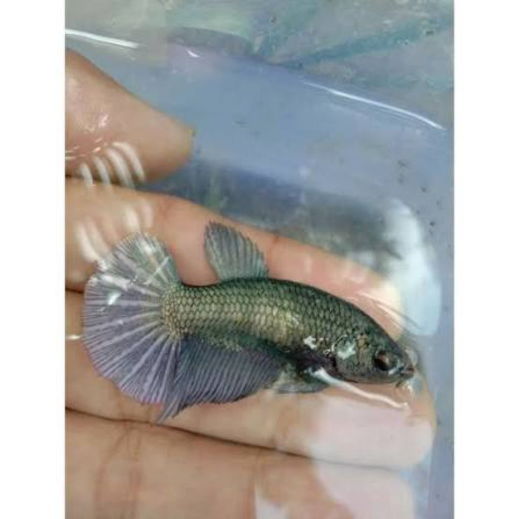 female halfmoon cooper full telur