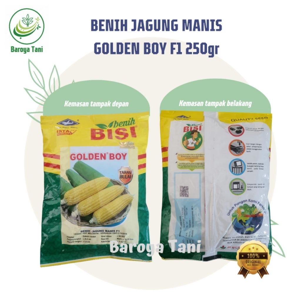 Benih Jagung Manis Hibrida F1 GOLDEN BOY 250 gram Cap Kapal Terbang - Hasil Panen Tinggi, Tahan Peny