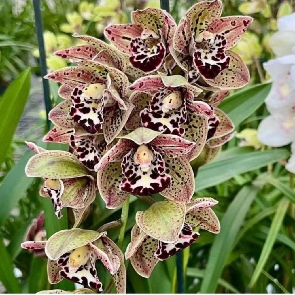 Anggrek Cymbidium Vogels Magic - Anggrek Cymbidium Berkualitas