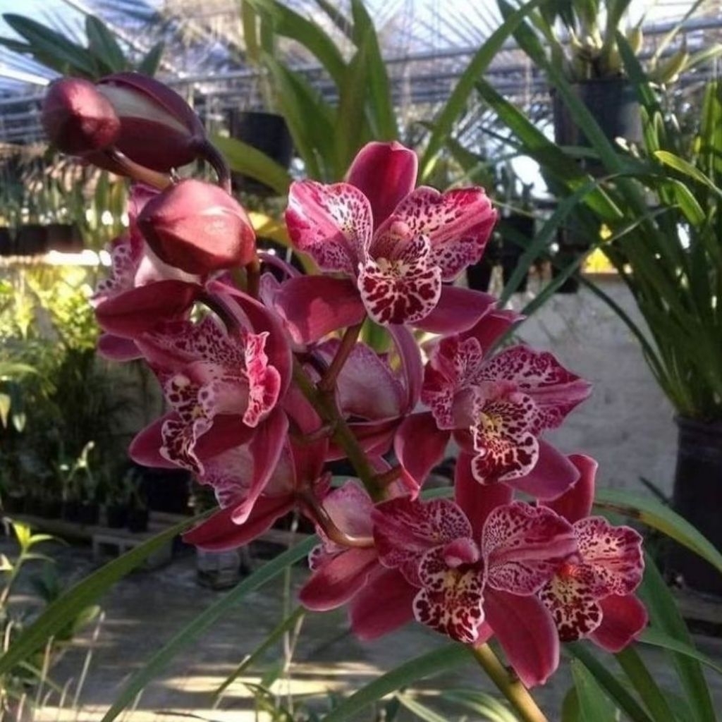 Anggrek Cymbidium STRATDHON - Anggrek Cymbidium Berkualitas