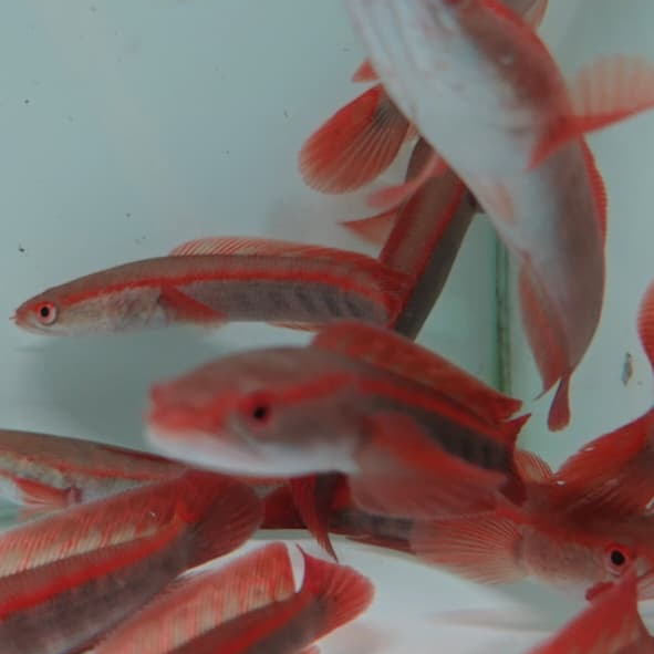 Super Red Maru/Super merah menyala Barito,Pangkalanbun,SBK,Lempuyang,Madara,Bengaris