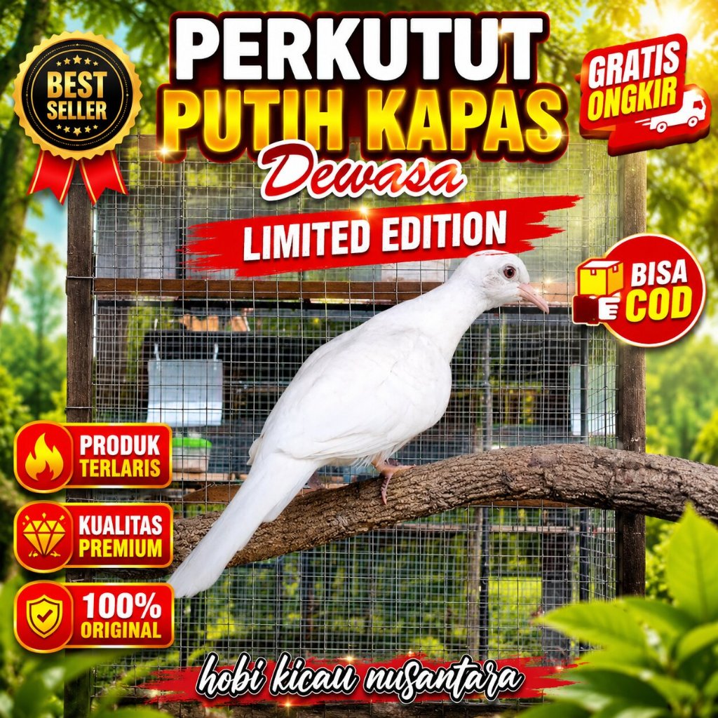 Burung Perkutut Putih Kapas asli katuranggan limited edition