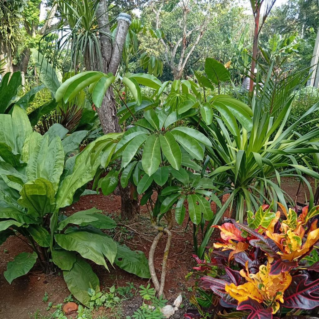 Tanaman walisongo, spek bonsai//pohon daun hijau lebar