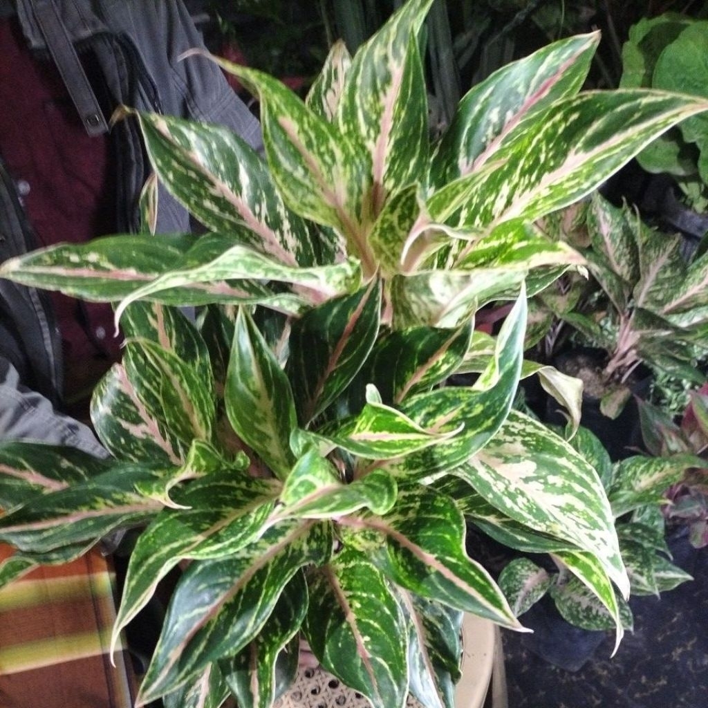 aglonema baterfly rumpun