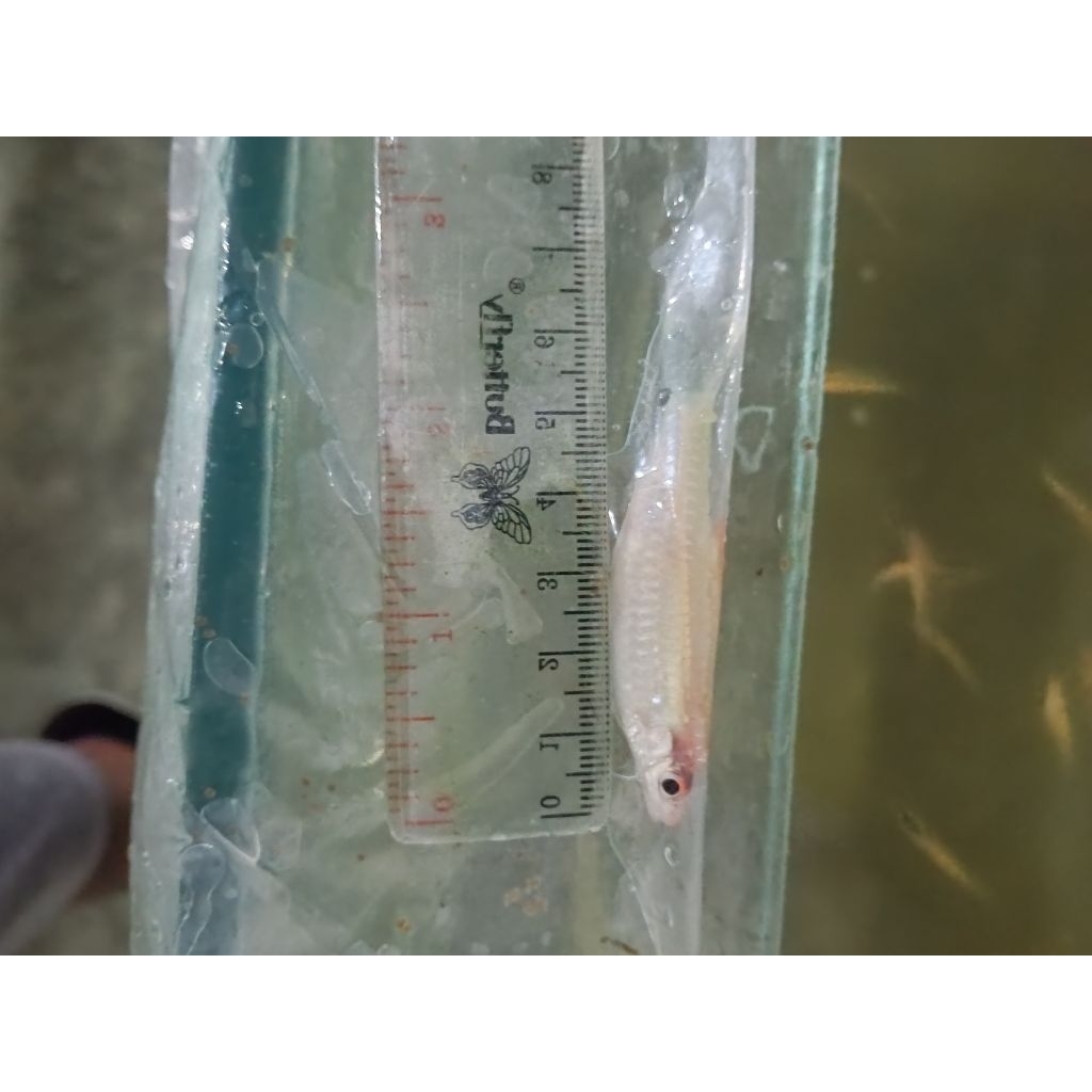 Ikan Hias Puntius Denisoni Golden | Denison Barb Roseline Shark Gold Rare High Quality - Garansi Liv