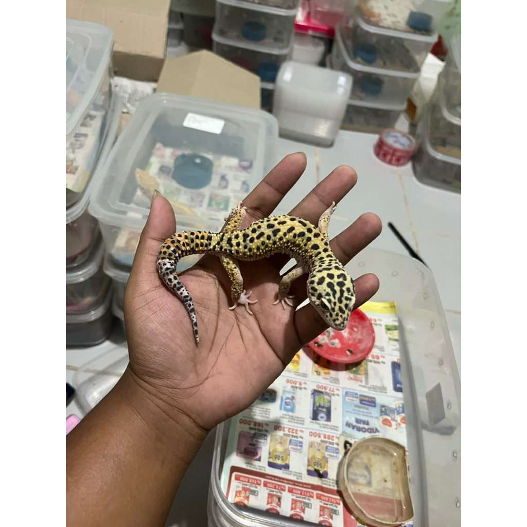 Leopard Gecko Dewasa Random Sesuai Foto