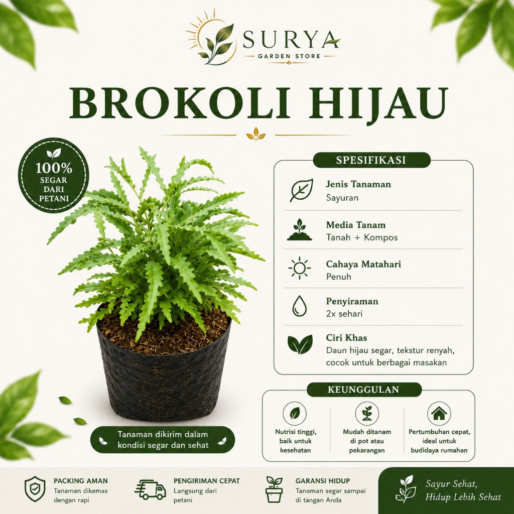 tanaman hias brokoli | tanaman hias brokoli ijo bunga hias brokoli kuning