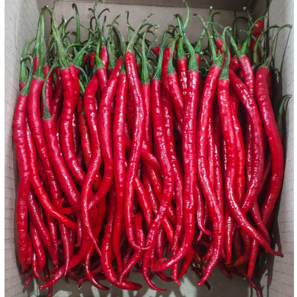 CMK Cabe cabai merah keriting 1kg cabai cabe merah keriting fresh harga 1kg