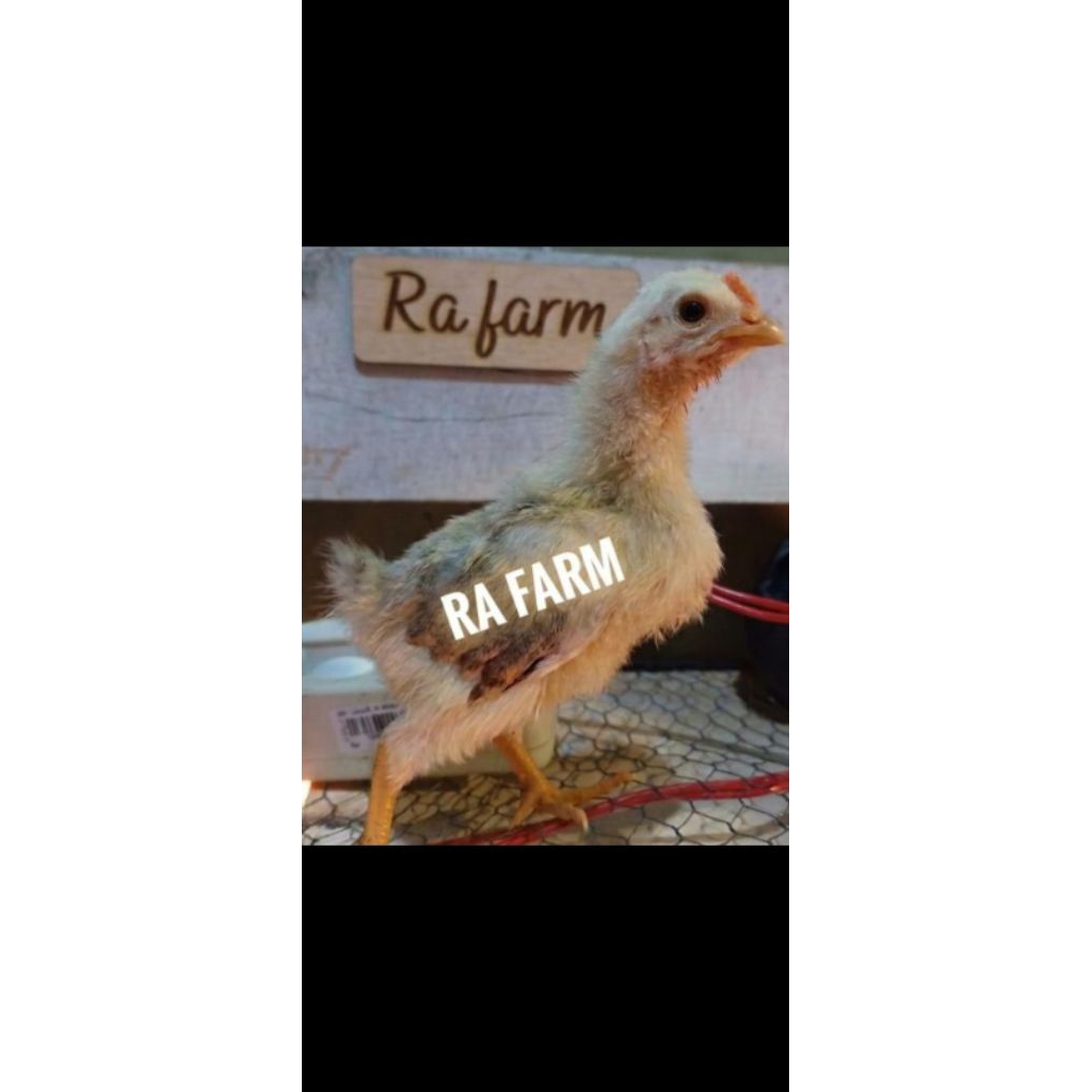 Doc Unggas / anak ayam jenis Arab usia 7-10 hari