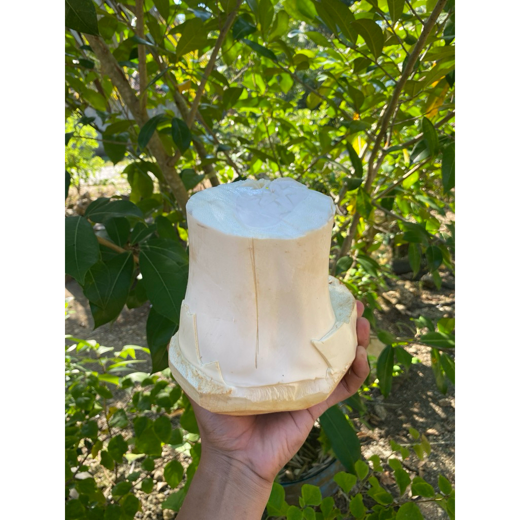 UMBUT KELAPA FRESH 1Kg