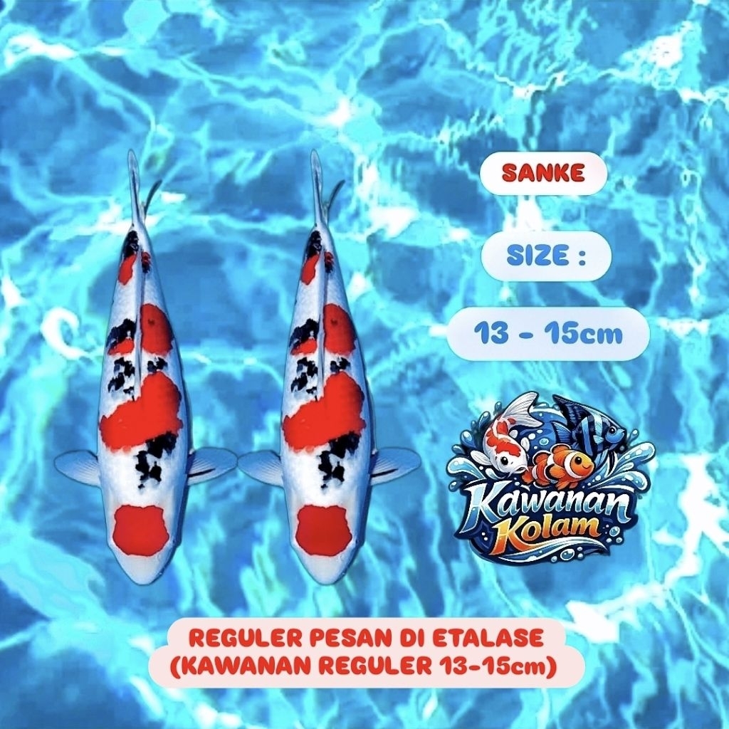 ( SANKE ) Sepasang Koi Blitar Size (13-15cm)