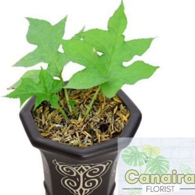 Bibit Tanaman Hias Anthurium Dorstenia Elata