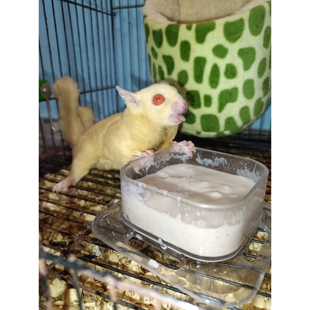 sugar glider albino