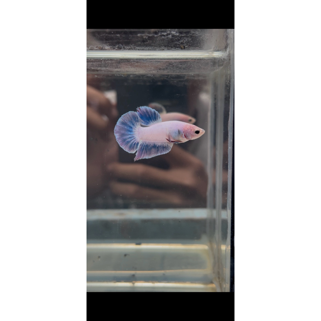 cupang pk purple elektrik