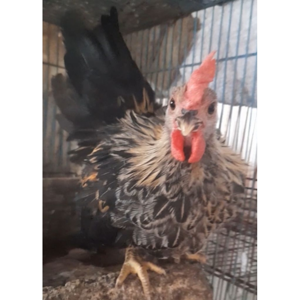 AYAM KATE KAKI PENDEK CEPER JANTAN SATUAN "ayam sesuai foto dan video"