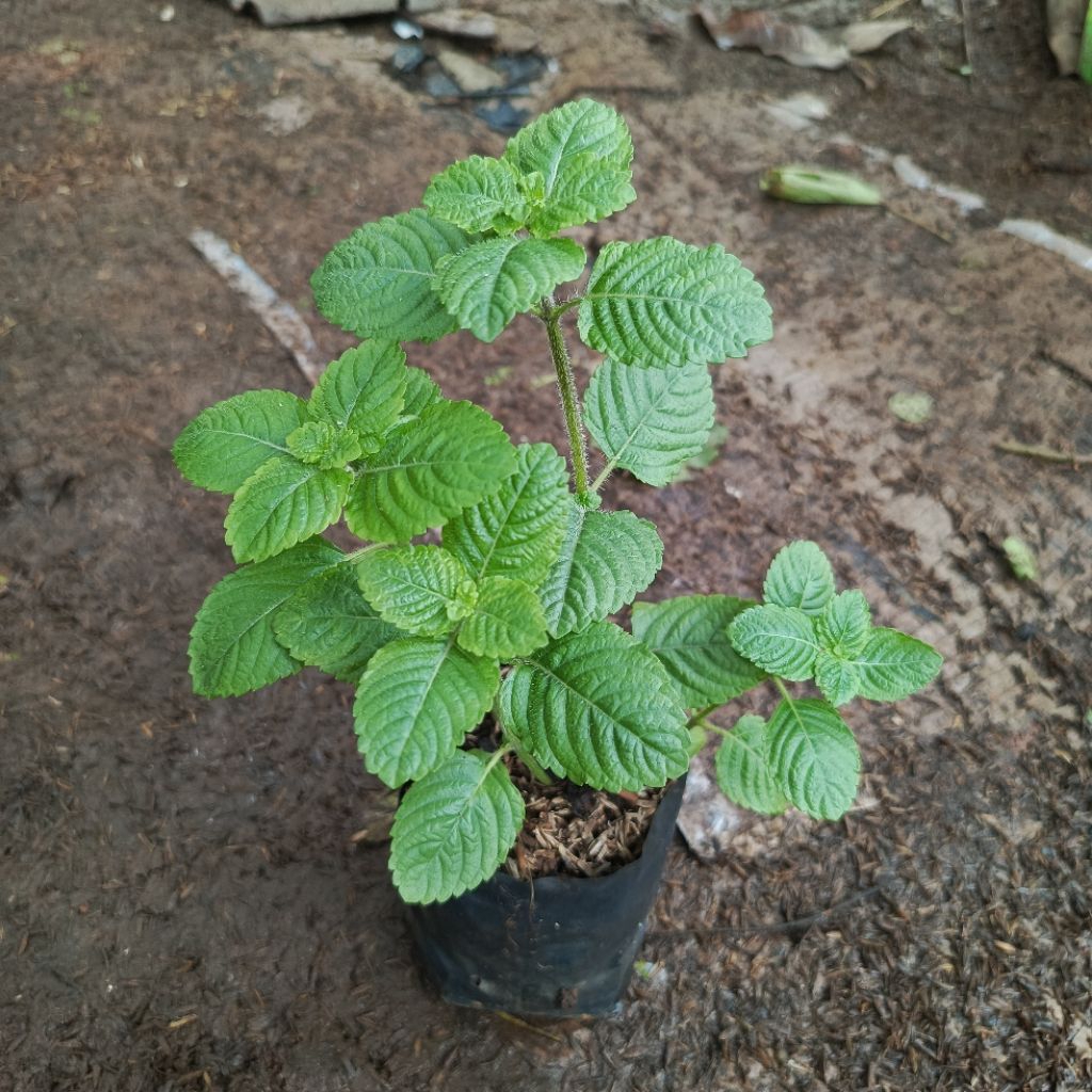 Bibit Cincau Hitam Bibit Tanaman Herbal Cincau Hitam Janggelan
