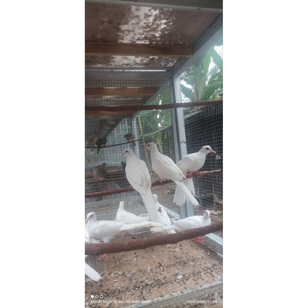 Tekukur Derkuku Putih Semi Hampir Mulus Remaja Belum Bunyi