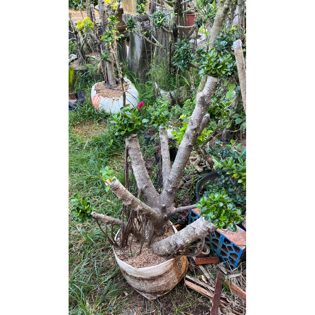 Bonsai Taman dolar micro mangkok besar