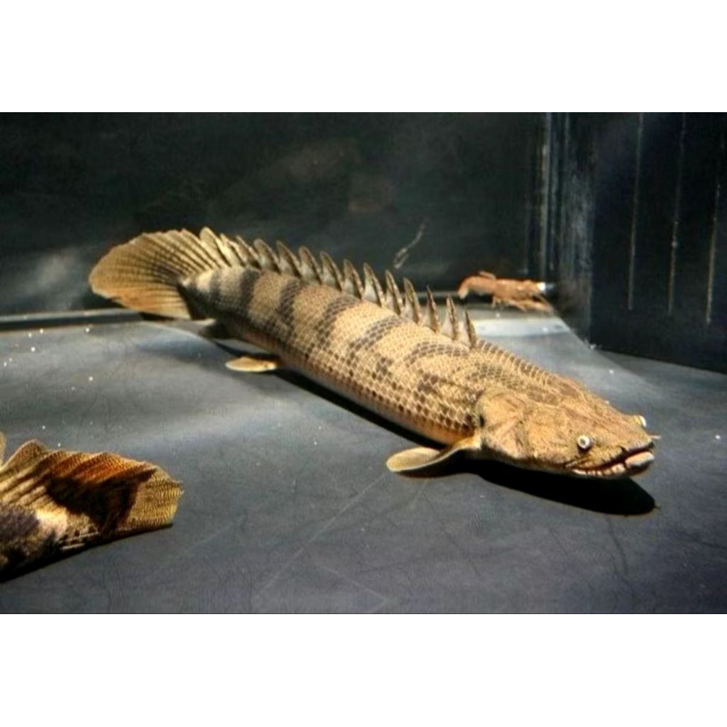 hiasan ikan palmas endlycery 8-10 cm sehat palmas endilceri