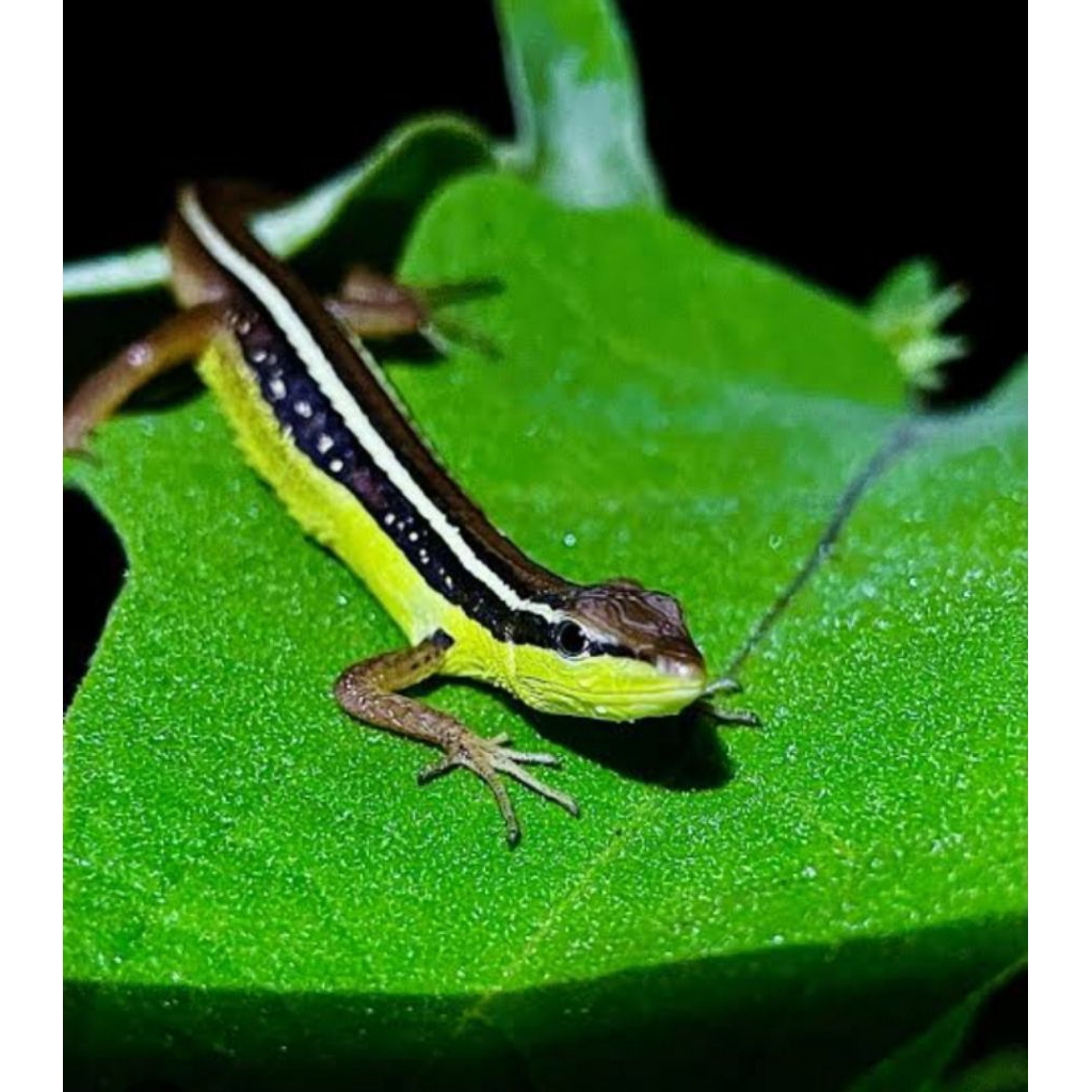 KADAL RUMPUT