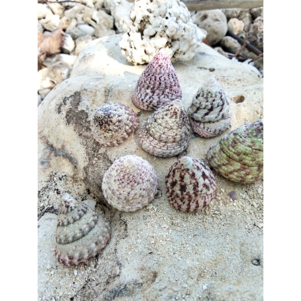 cangkang keong laut Piramida