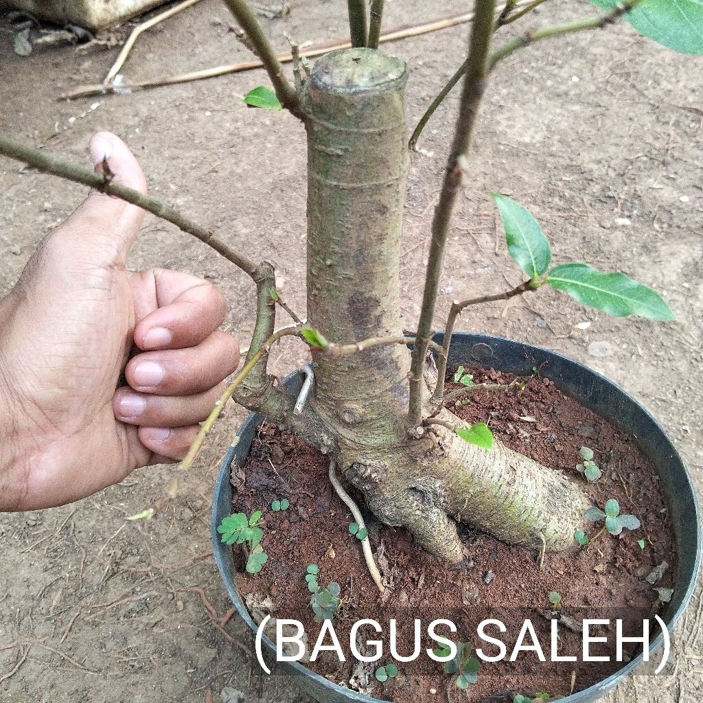 BONSAI LOA BOGEL