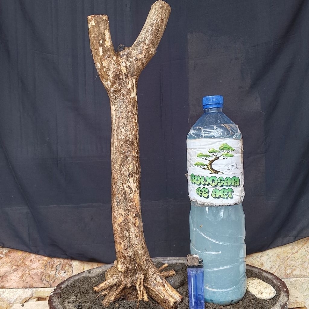 Bahan Bonsai Kemuning Jepang Formal Programan Cabang Kanan Kiri Small Size Real Pict