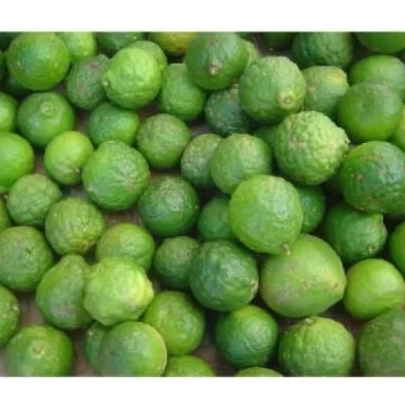 jeruk purut jantan/betina harga perbiji