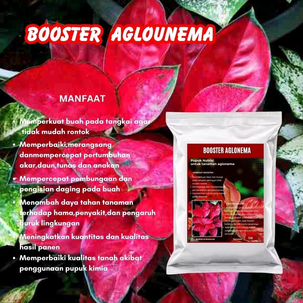 0Pupuk Organik Aglonema-Booster 250 Gram - Perangsang Tunas, Pencerah Daun, Penguat Akar