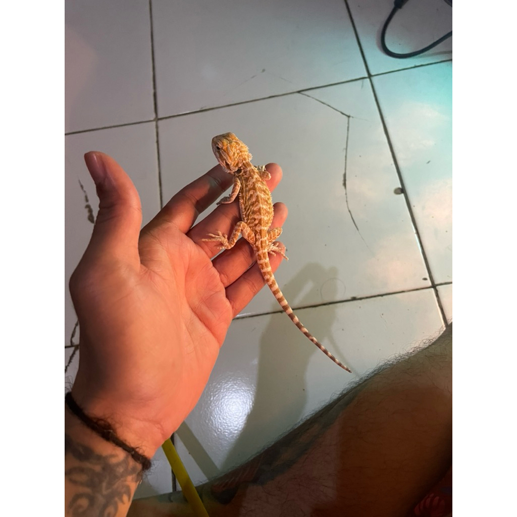 Bearded Dragon
