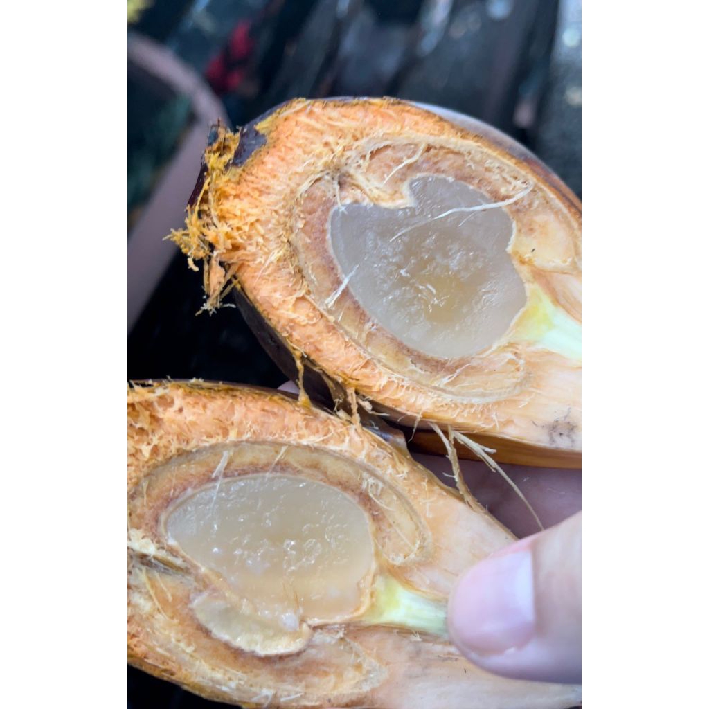 buah nipah